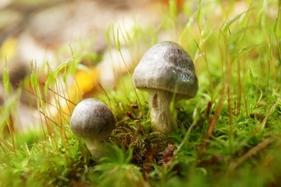 A fairytale like mushroom house
