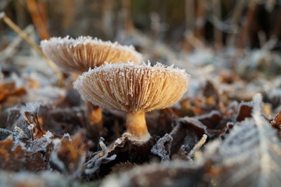Mushrooms covered in frost