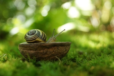 Photo of a snail in a walnut shell