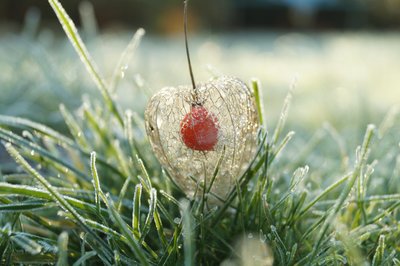 Photo of a frozen Physalis
