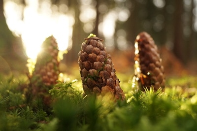 Pinecone fantasy in the forest