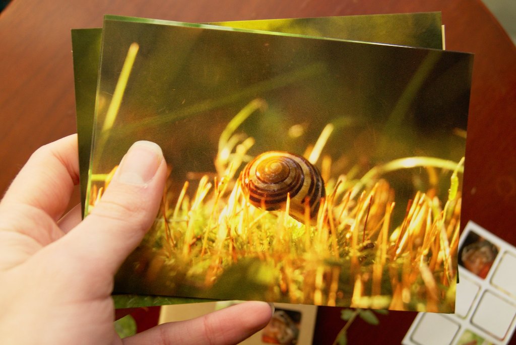 Postcard with snail in moss