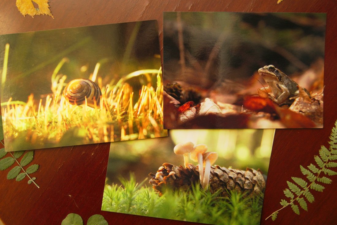 forest postcards with frog snail and mushrooms