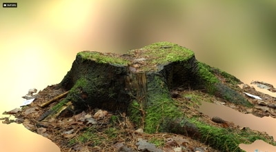 Forest macro photography for a game